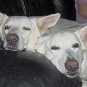 Meet your Posher, Ken